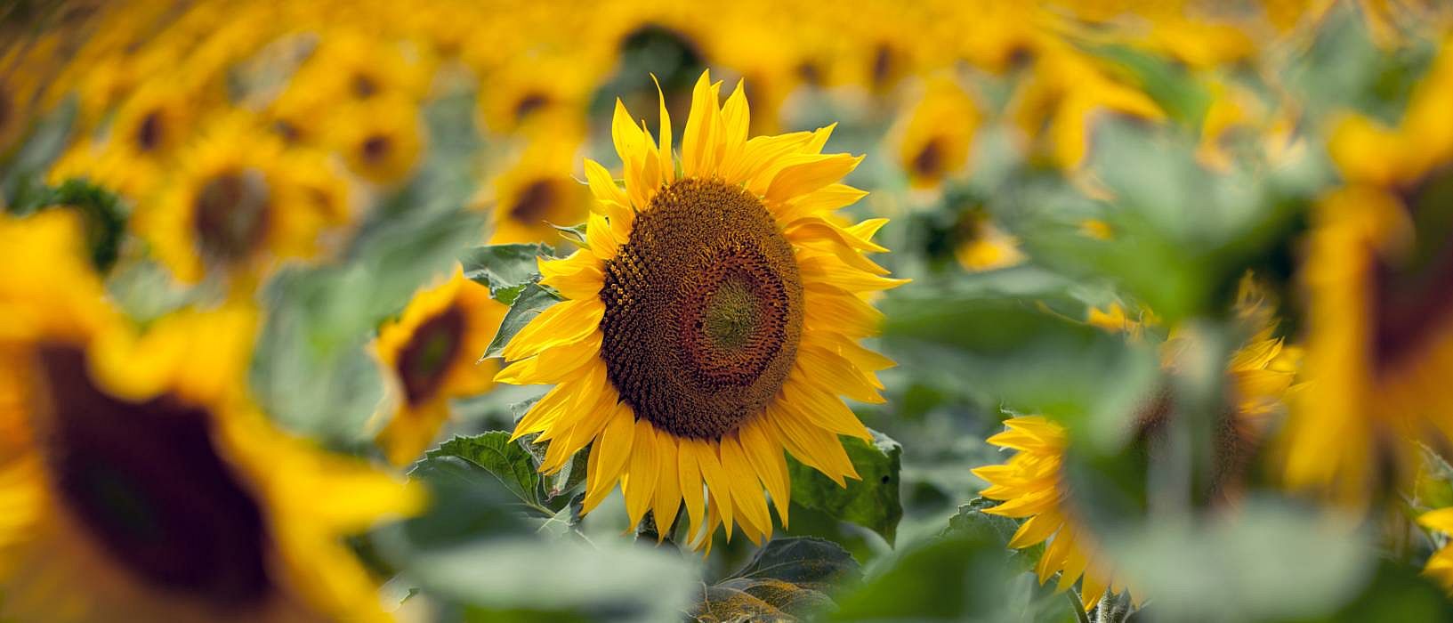 Sun flowers