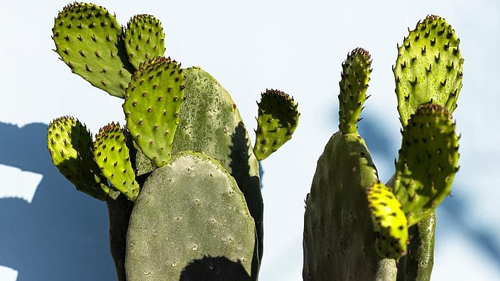cactus plants