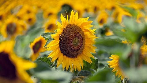 Sun flowers