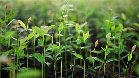green plants