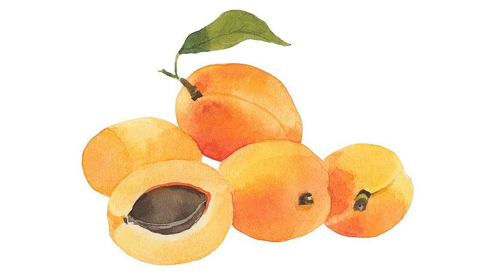 Prunus Armeniaca Apricot Kernel Oil