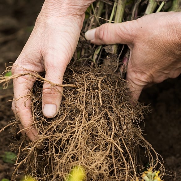 holding soil in hand